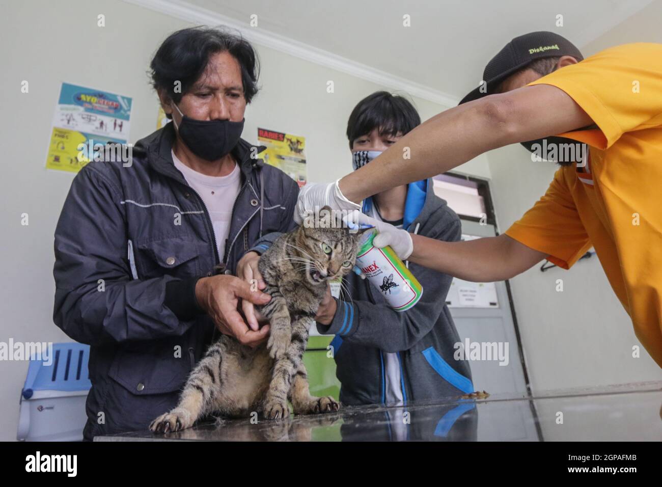 Journée mondiale de la rage Banque D'Images