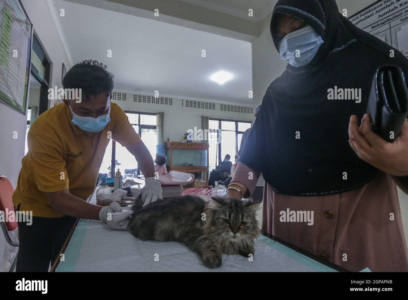 Journée mondiale de la rage Banque D'Images