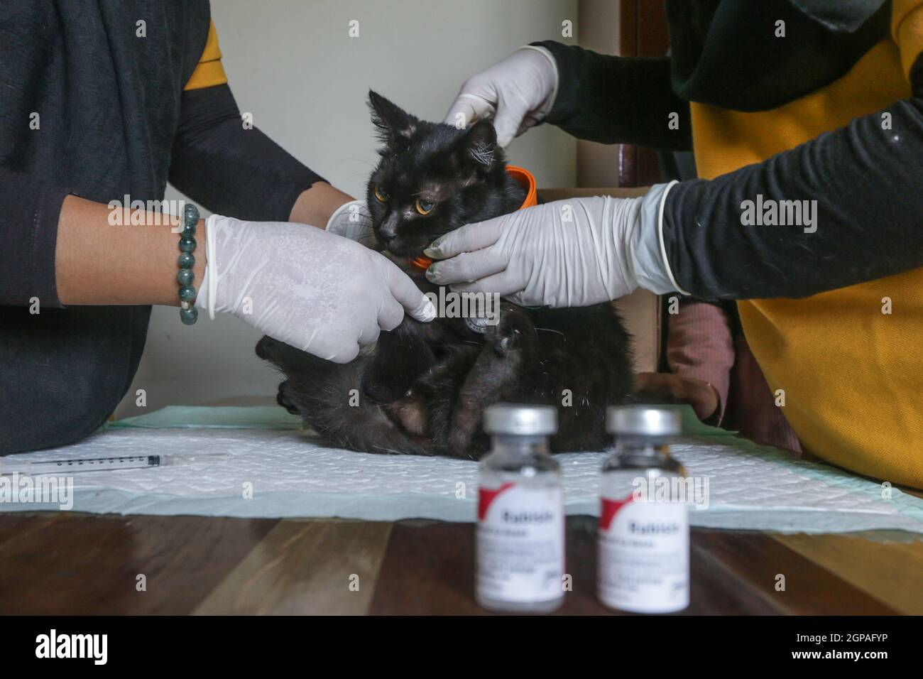 Journée mondiale de la rage Banque D'Images