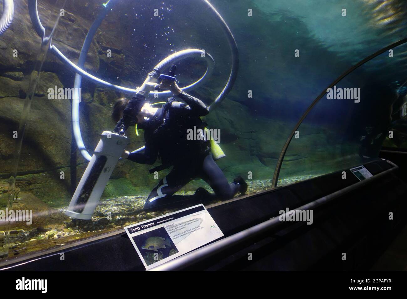 Nettoyage sous-marin de l'aquarium de poissons d'eau douce, Territory Wildlife Park, Berry Springs, territoire du Nord, Australie. Pas de MR ou PR Banque D'Images