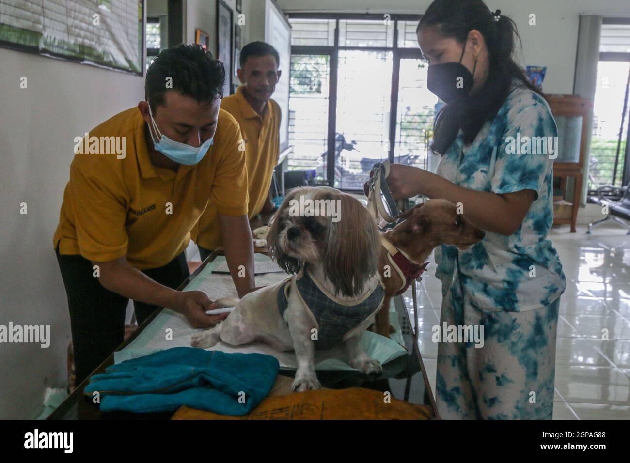 Journée mondiale de la rage Banque D'Images