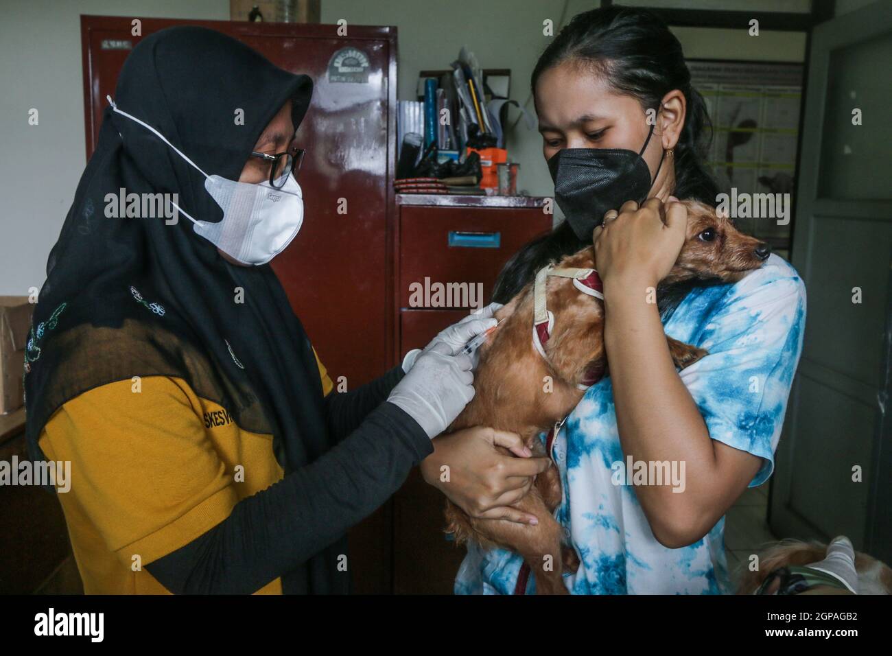 Journée mondiale de la rage Banque D'Images