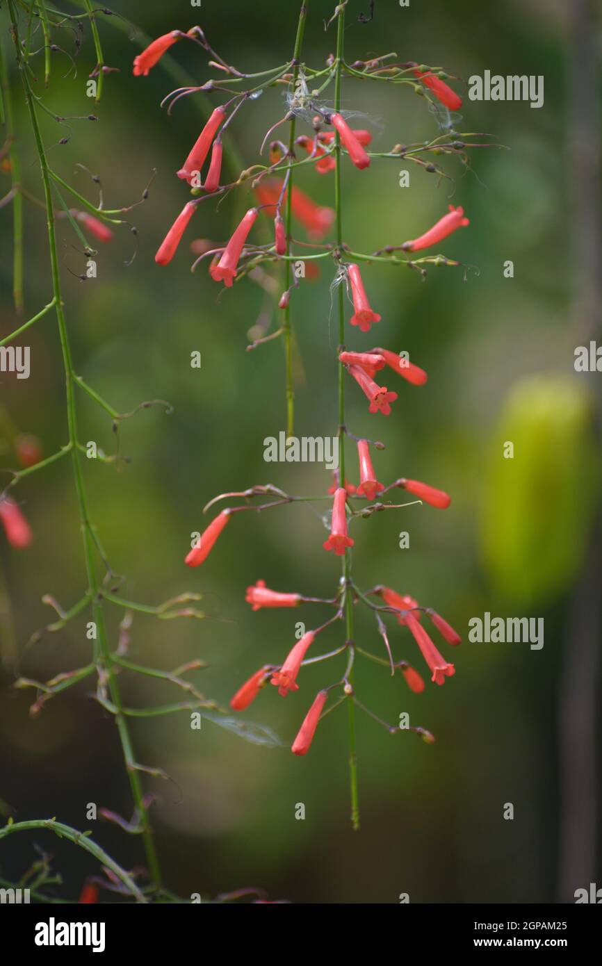 Fleurs Rouges Picots Australie Petits boutons floraux rouges Banque de photographies et d’images à ...