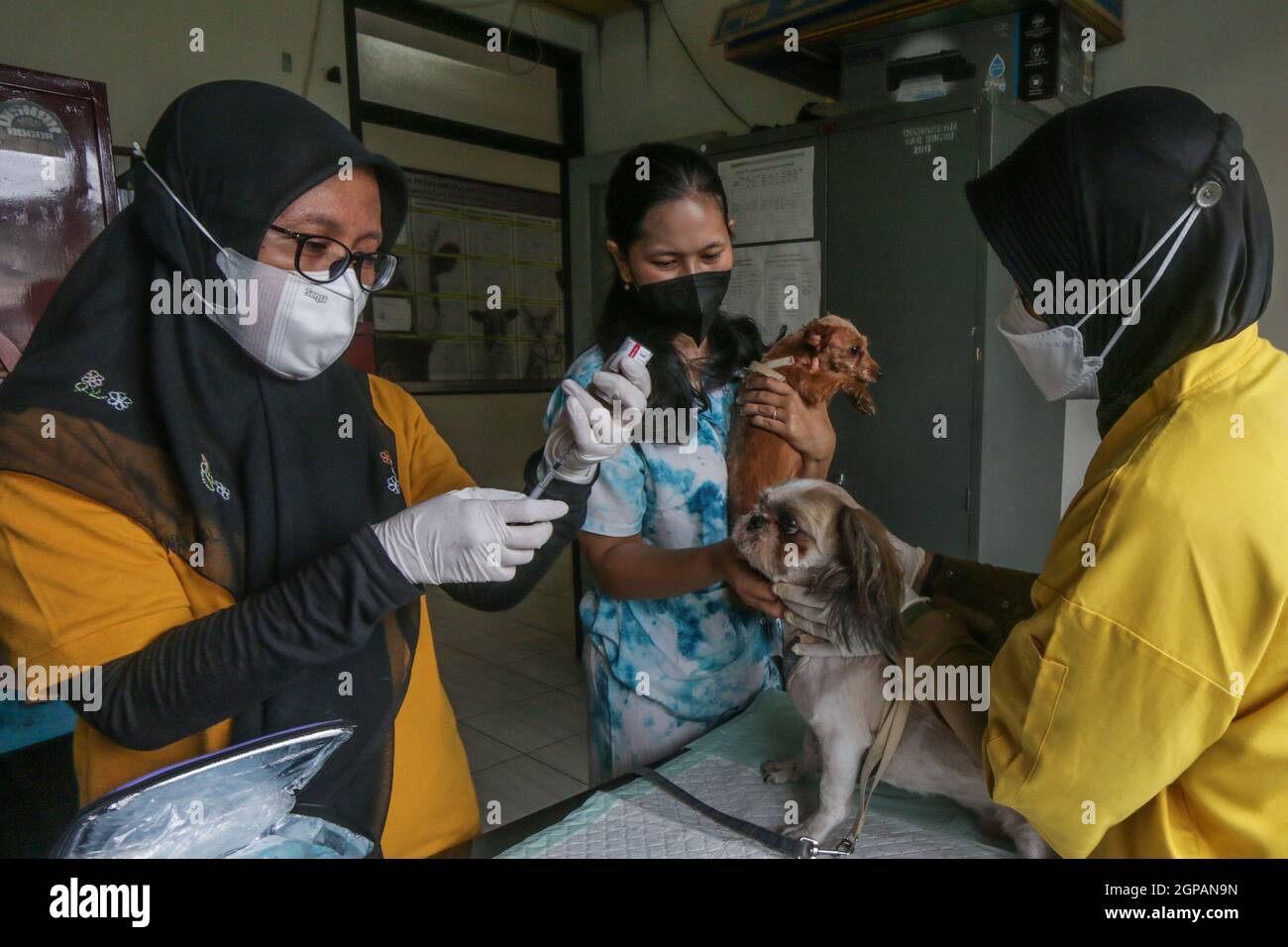 Bogor, Indonésie. 28 septembre 2021. Un chat reçoit un vaccin contre la rage lors de la célébration de la Journée mondiale de la rage au centre vétérinaire de Laladon à Bogor Regency, West Java, Indonésie, le 28 septembre 2021. (Photo par Andi M. Ridwan/INA photo Agency/Sipa USA) crédit: SIPA USA/Alay Live News Banque D'Images