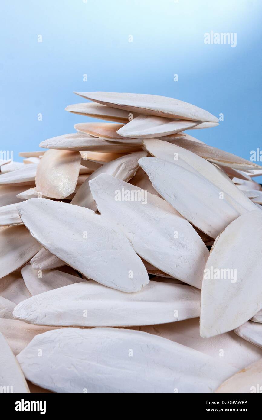 La coquille interne ou l'os de la seiche morte. OS de seiche sur fond de studio. Photo de haute qualité Banque D'Images