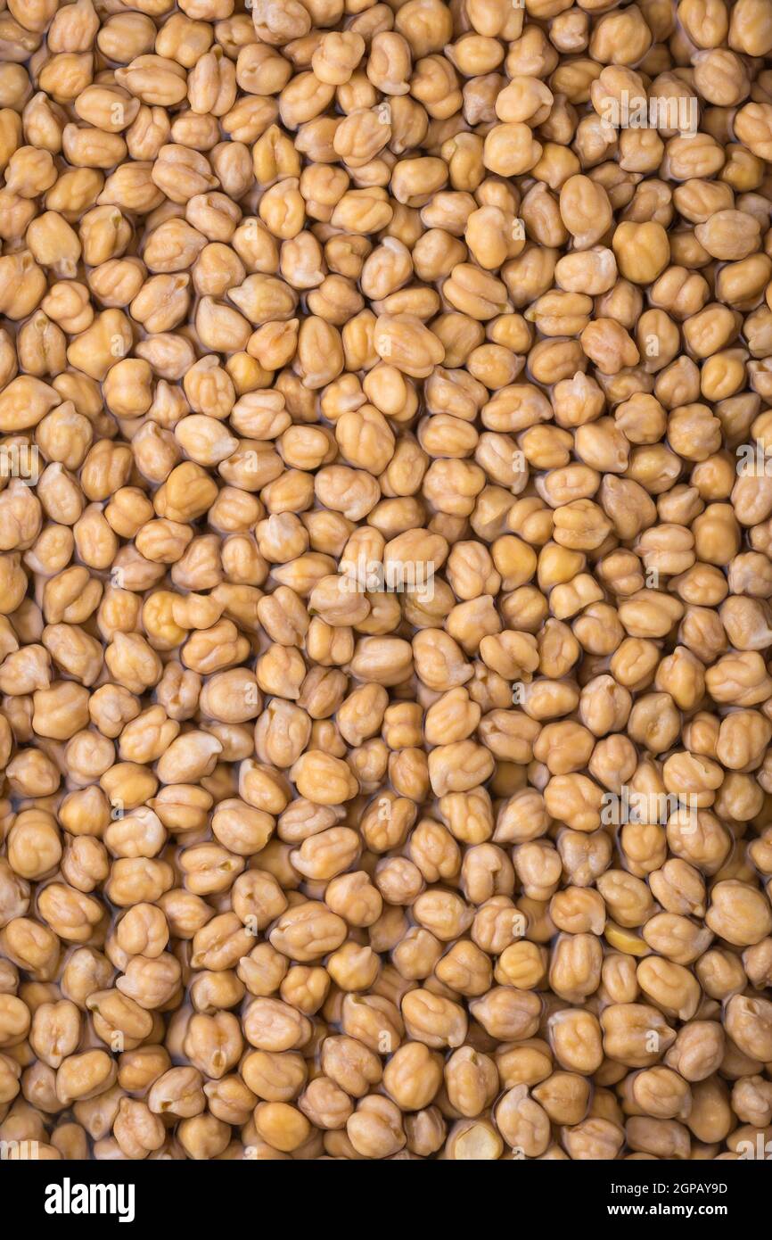 pois chiches séchés ou grammes trempés dans de l'eau, également connus sous le nom de haricots garbanzo ou de pois égyptiens, de longs grains trempés pendant la nuit avant la cuisson, gros plan Banque D'Images