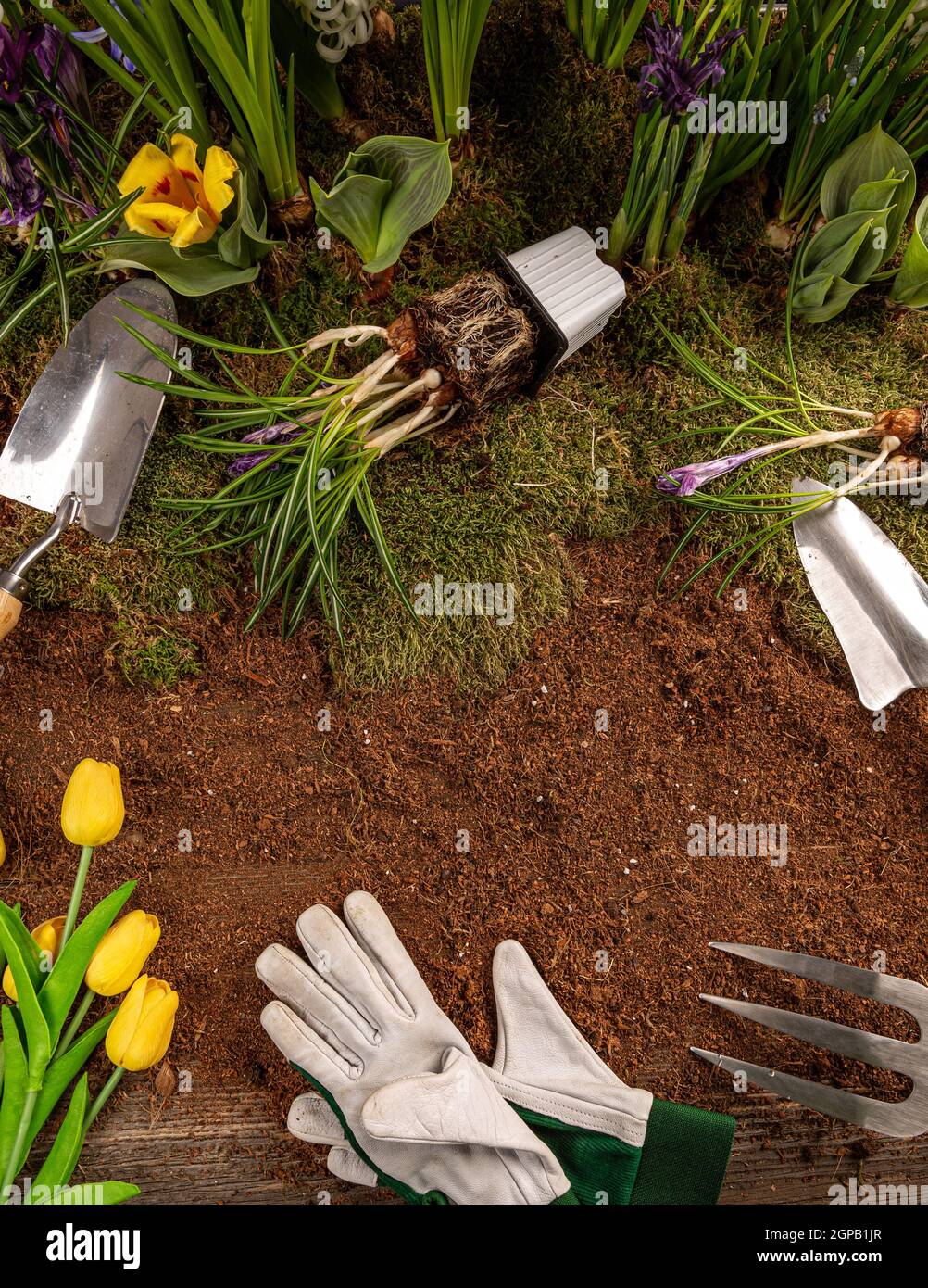 Pose plate de fleurs de printemps et d'outils de jardinage sur fond de bois ancien. Copier l'espace sur le sol Banque D'Images