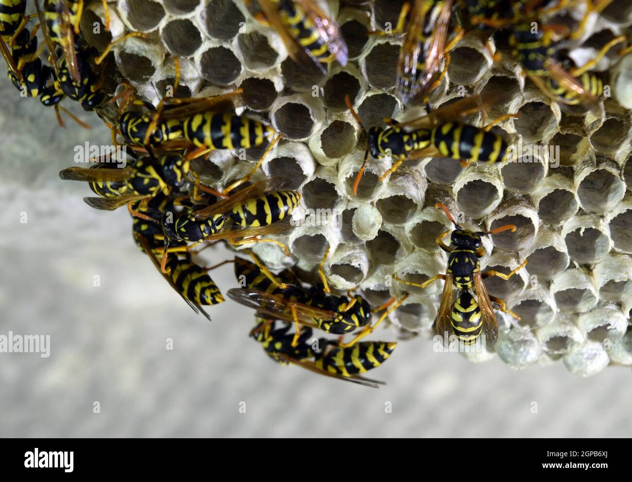Nid de guêpes guêpes assis sur elle. Polist guêpes. Le nid d