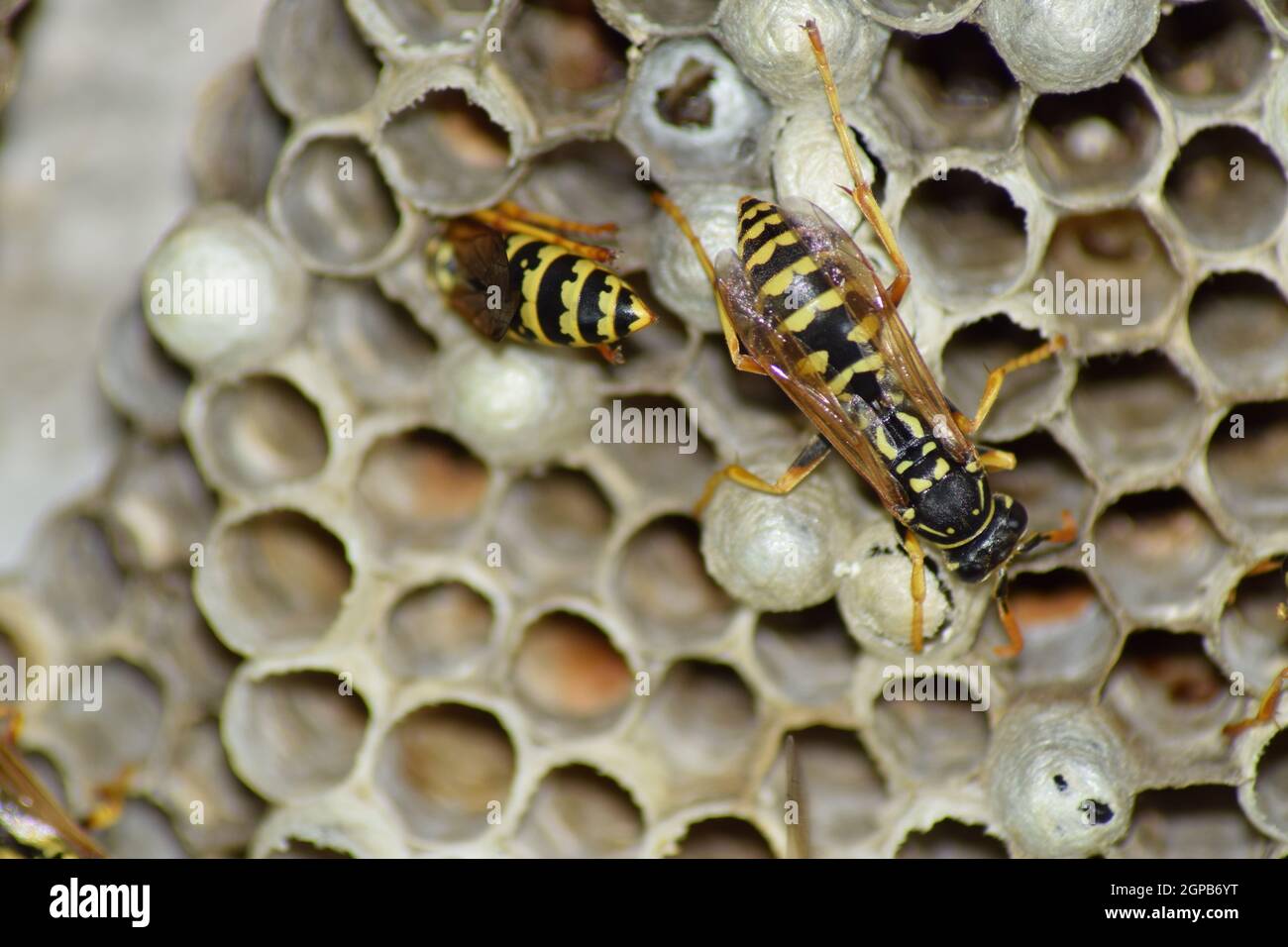 Nid de guêpes guêpes assis sur elle. Polist guêpes. Le nid d