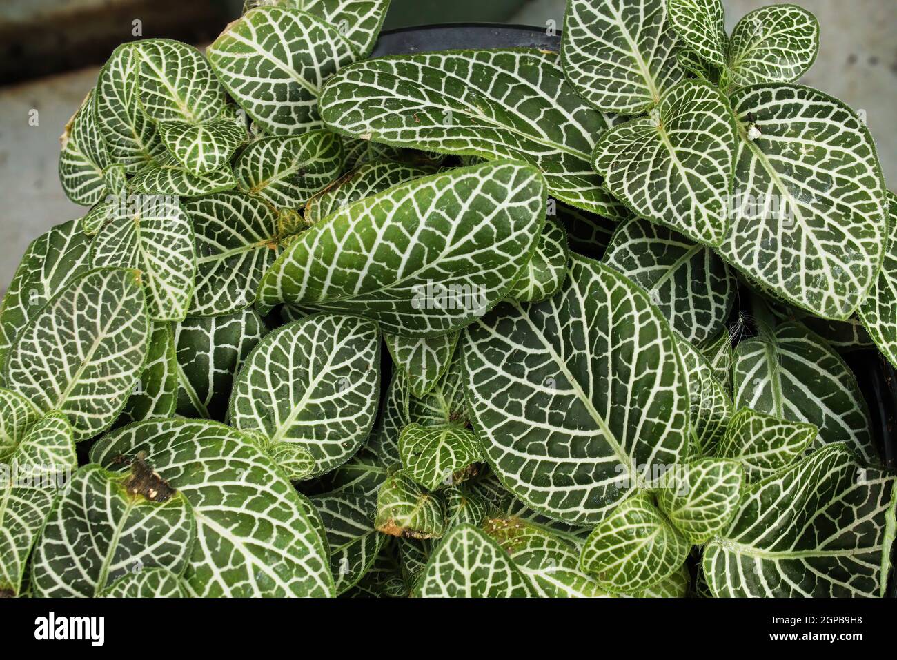 Macro des veines détaillées sur les feuilles de plantes nerveuses. Banque D'Images