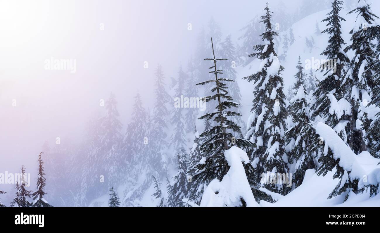 Paysage naturel canadien couvert de neige blanche et fraîche en hiver. Prise à Seymour Mountain, North Vancouver, Colombie-Britannique, Canada. Nature Retour Banque D'Images