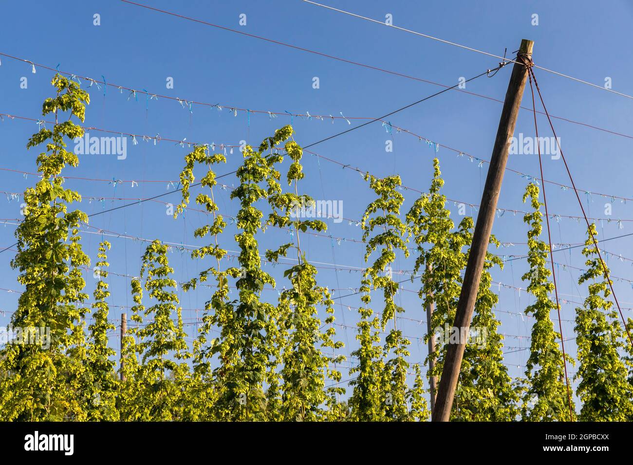 Champ de houblon de Zatec région, République Tchèque Banque D'Images