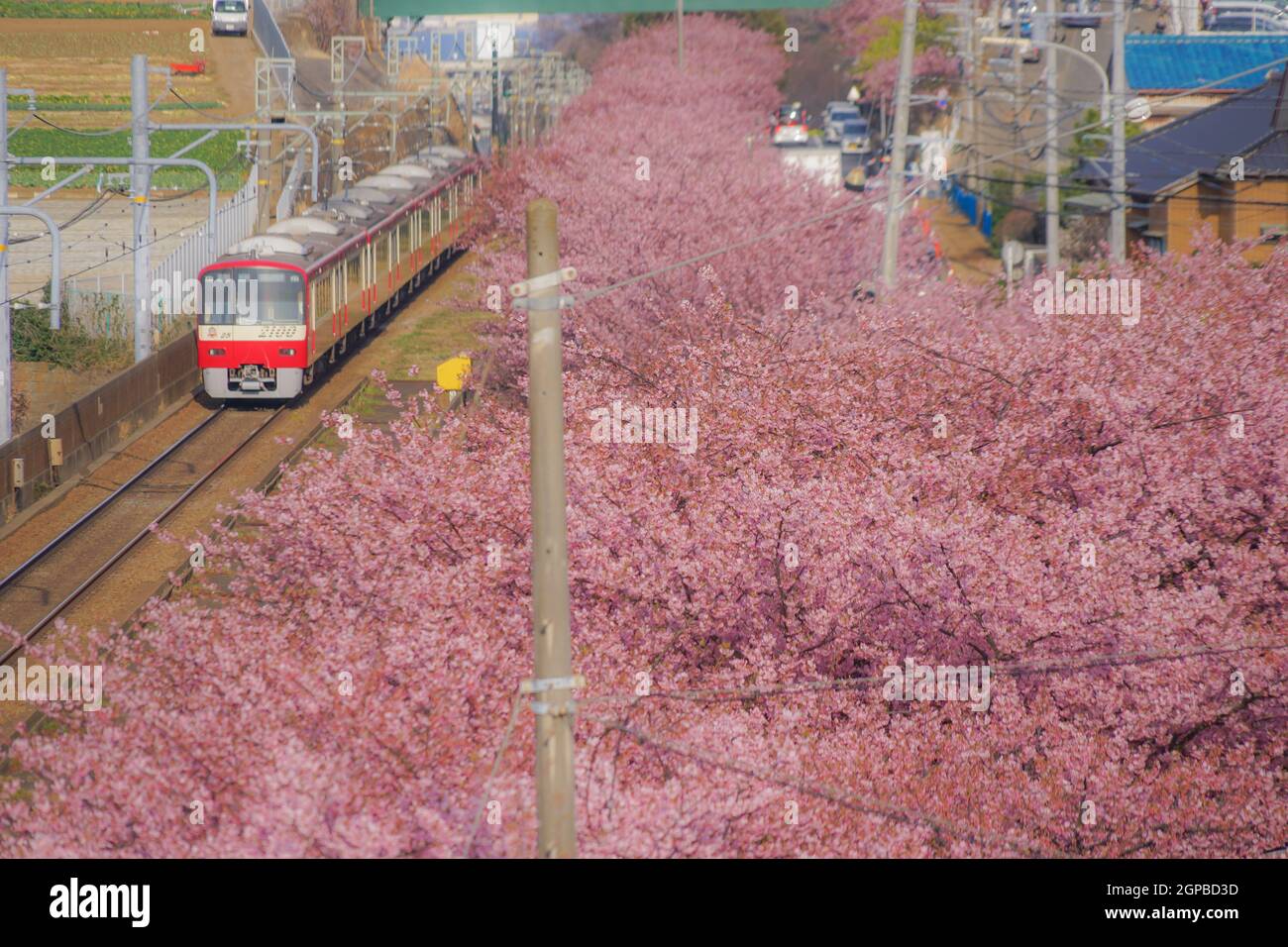 Cerisier de Kawazu et ligne Keikyu (Miurakaigan). Lieu de tournage : préfecture de kanagawa, ville de Yokohama Banque D'Images