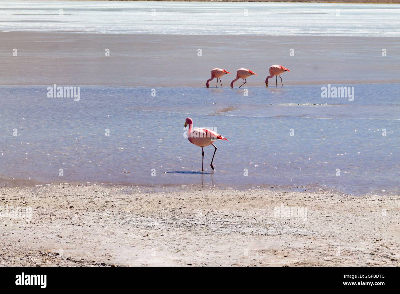 Laguna Hedionda flamants, la Bolivie. La faune andine. Lagune bolivienne Banque D'Images