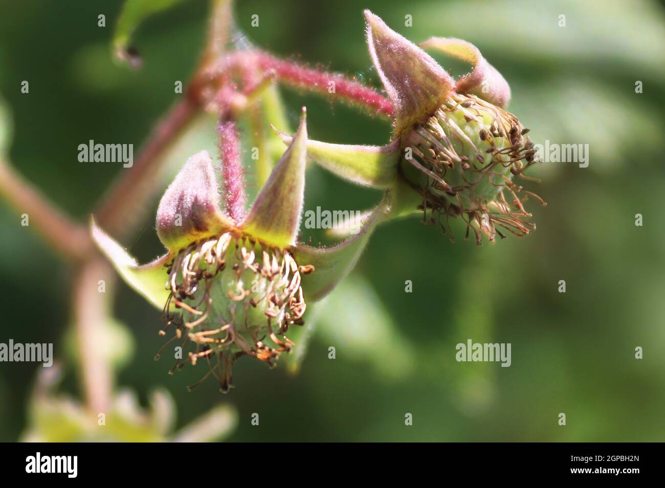 Fruits de framboises verts immatures sauvages se formant sur les plantes. Banque D'Images