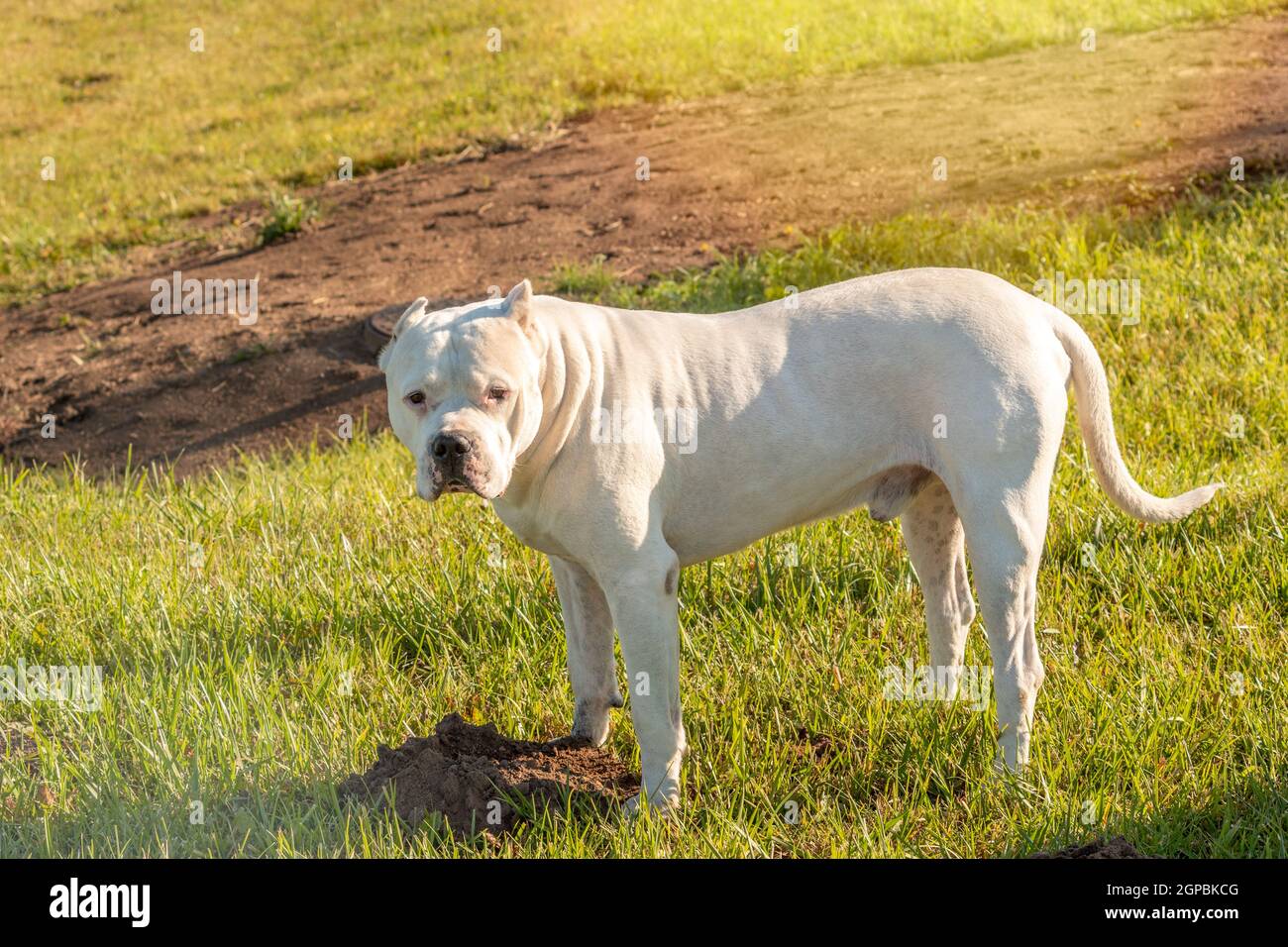 Chien dangereux ou chien méchant, pitbull blanc sur l'herbe verte Photo  Stock - Alamy