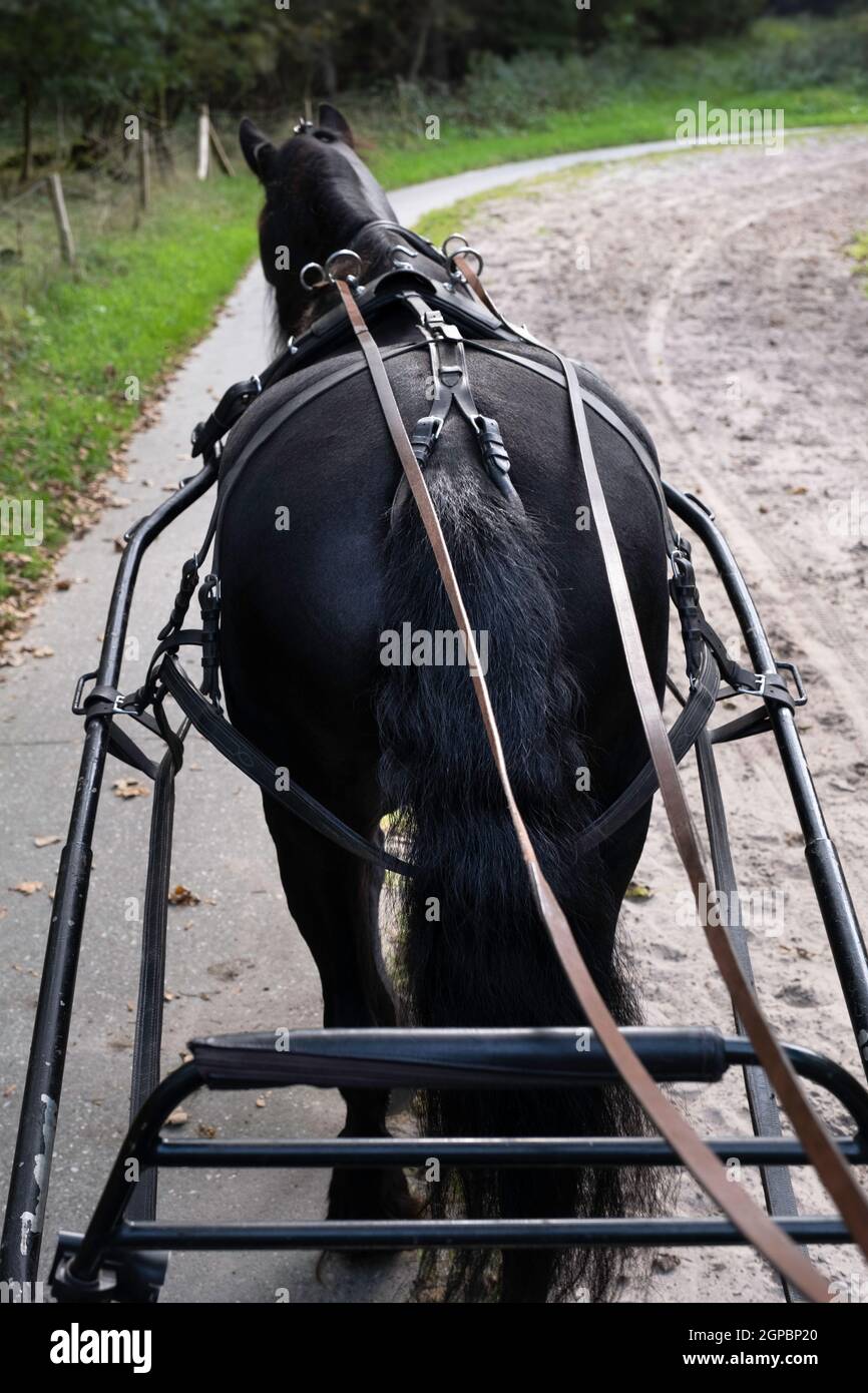 Cheval frison exploité vu de derrière tout en traversant la forêt sur un sentier sablonneux. Les rênes passent par des anneaux de fer ronds jusqu'au coachman Banque D'Images
