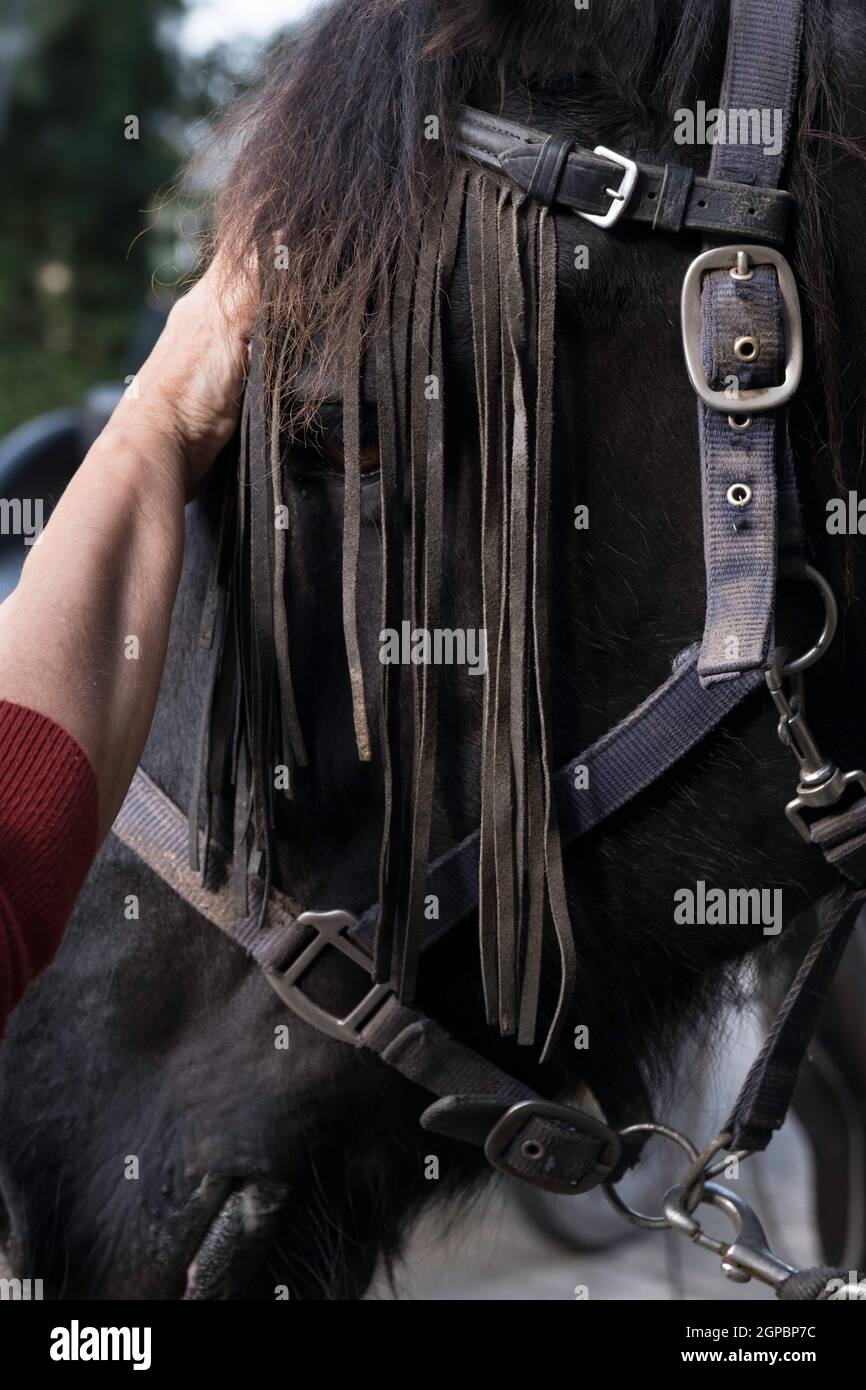 Bracelet en cuir avec franges en cuir sur la tête d'un cheval noir de Frise, destiné à effrayer les mouches. Concentrez-vous sur les franges Banque D'Images