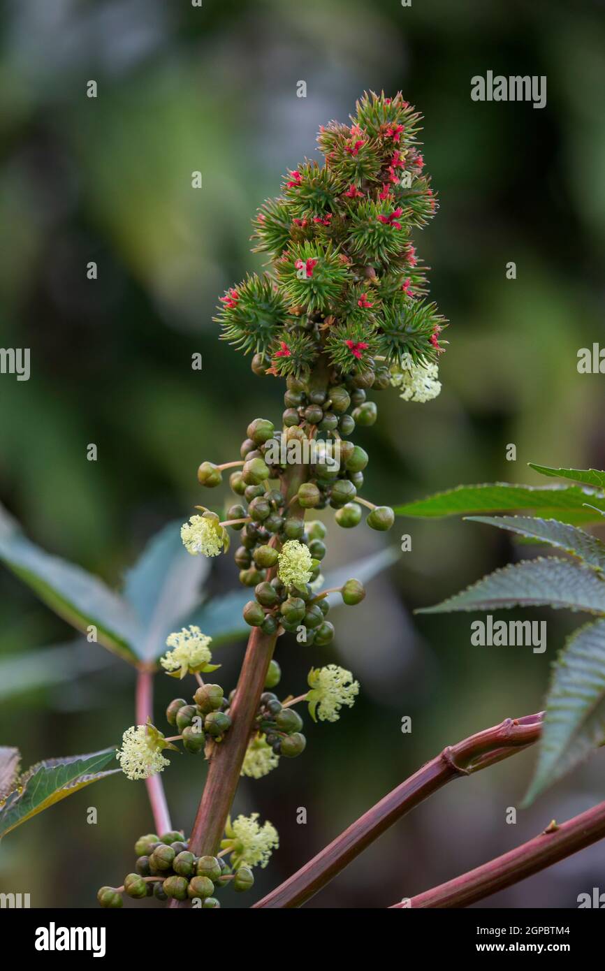 Ricin (Ricinus communis), plante toxique, plante médicinale à Maurice, Afrique de l'est Banque D'Images