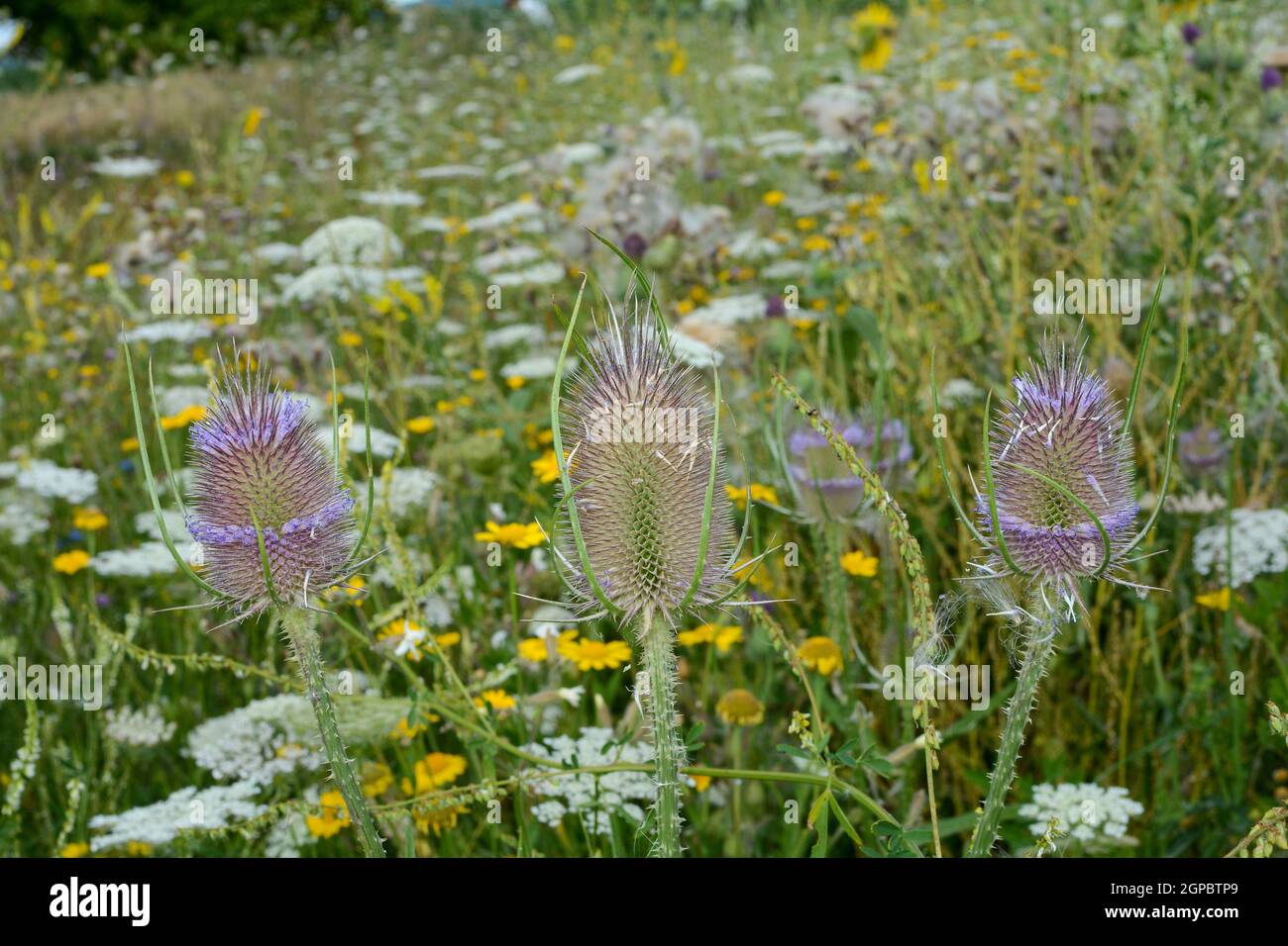 Cuillerée à thé et carottes sauvages sur un pré d'été vert sauvage Banque D'Images