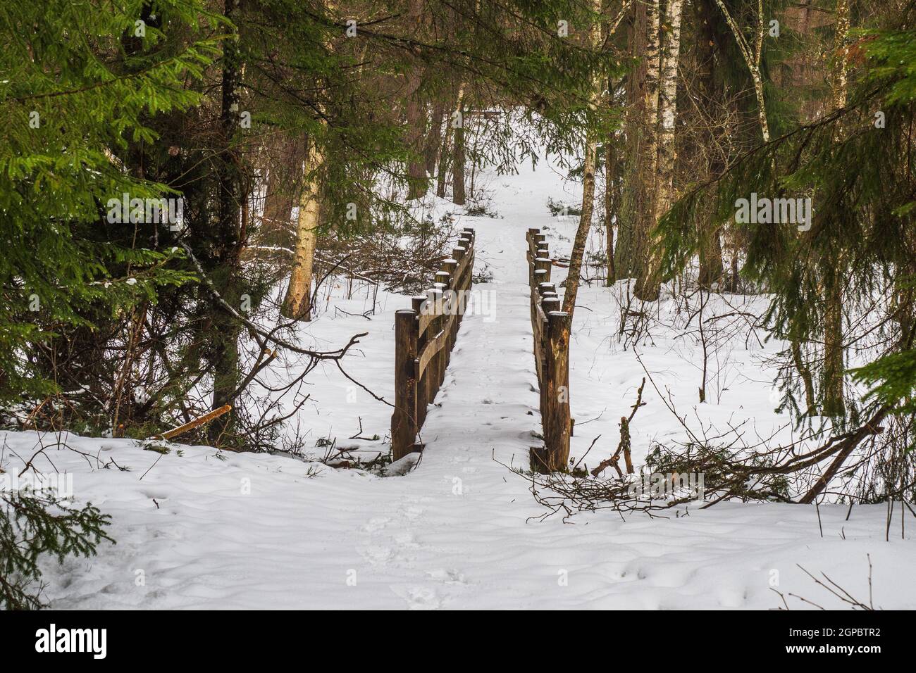 Sentier de randonnée dans une forêt de pins verts, de spruces et de Firs en hiver. Banque D'Images