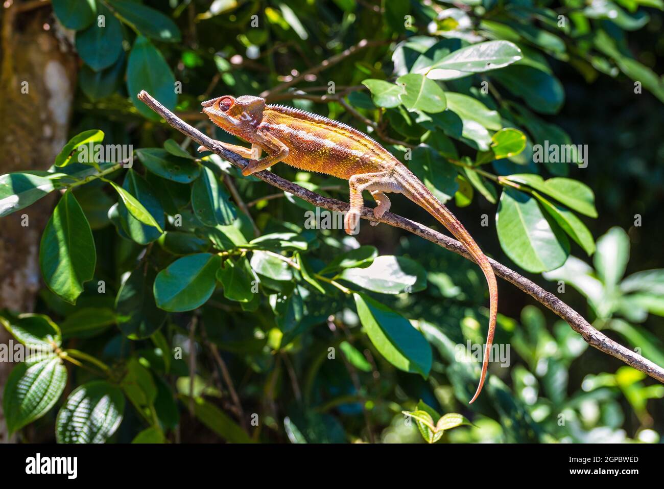 Caméléon sur une branche à Madagascar Banque D'Images