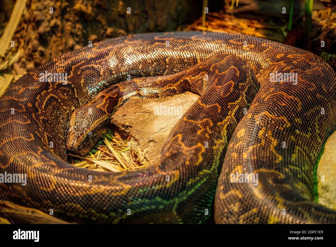 Pythons birmans d'environ 10-16 pieds de longueur Banque D'Images