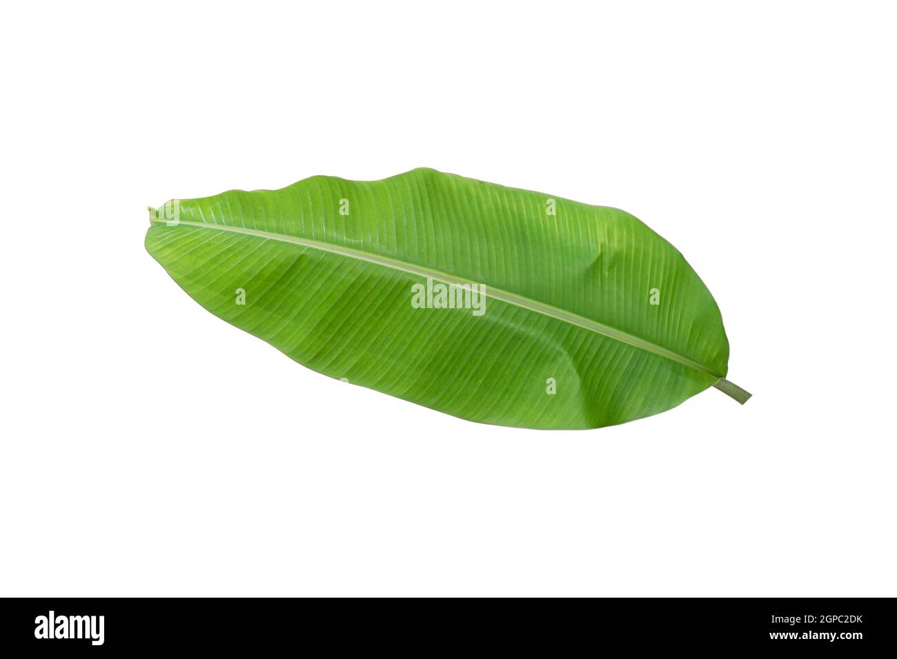 feuille de banane isolée sur fond blanc. Objet avec masque. Banque D'Images