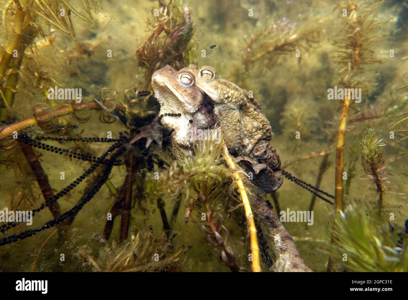 Erdkröten-Paar (Bufo bufo) beim Laichen zwischen Ähren-Tausendblatt (Myriophyllum spicatum) im Gartenteich, Deutschland, Nordrhein-Westfalen, Weilersw Banque D'Images