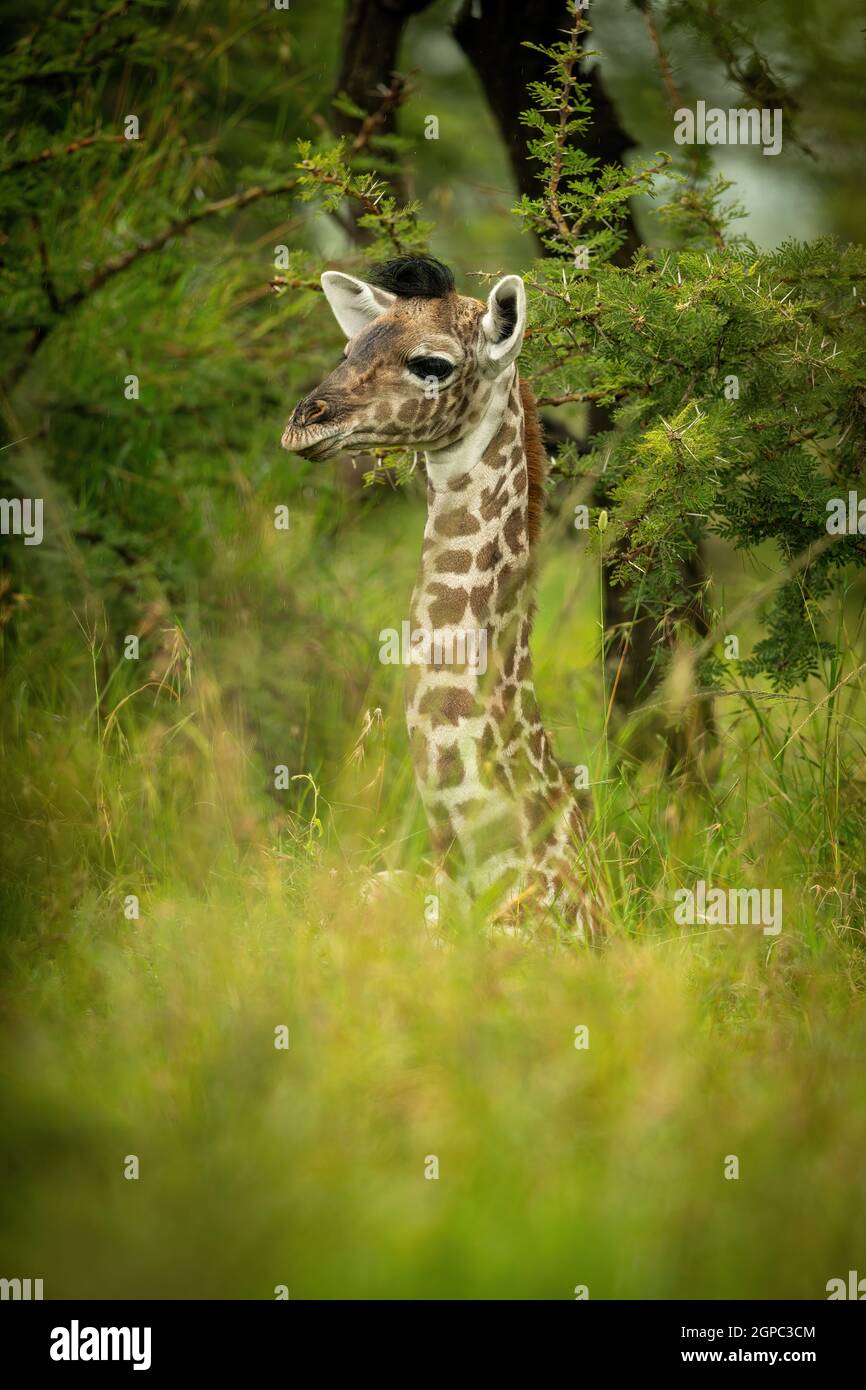 La jeune girafe Masai est dans la pelouse Banque D'Images