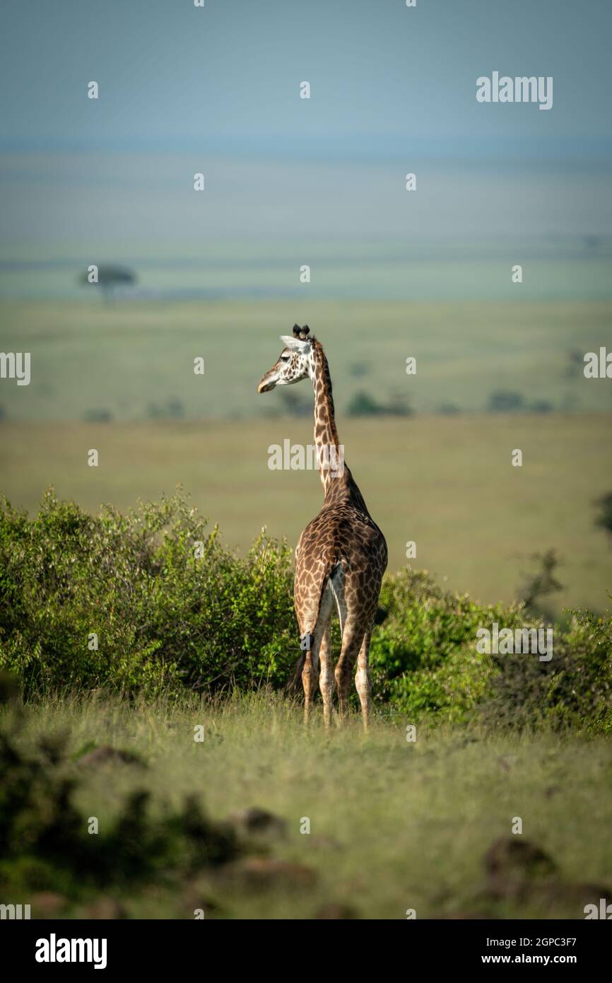 La girafe Masai se dresse sur la tête de rotation horizon Banque D'Images