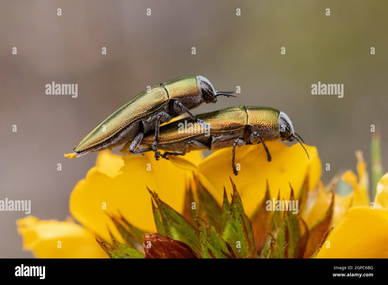 Coléoptères cuivrés sur fleur jaune Banque D'Images