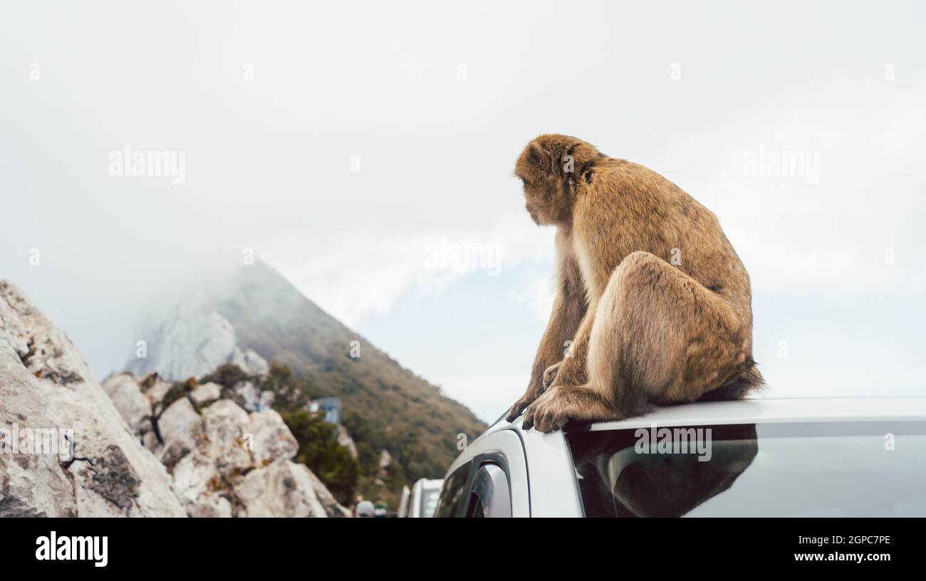 Singe ennuyé assis sur une voiture avec le rocher de Gibraltar en arrière-plan Banque D'Images