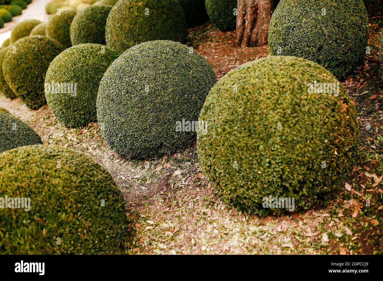 Jardin paysagé avec boules de buis près de en France. Sphères vertes. Photo de haute qualité Banque D'Images