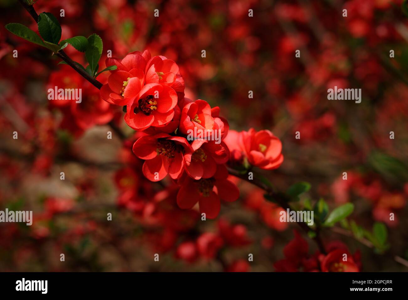 Chaenomeles japonica, fleurs rouges de coing japonais ou de coing de Maule Banque D'Images