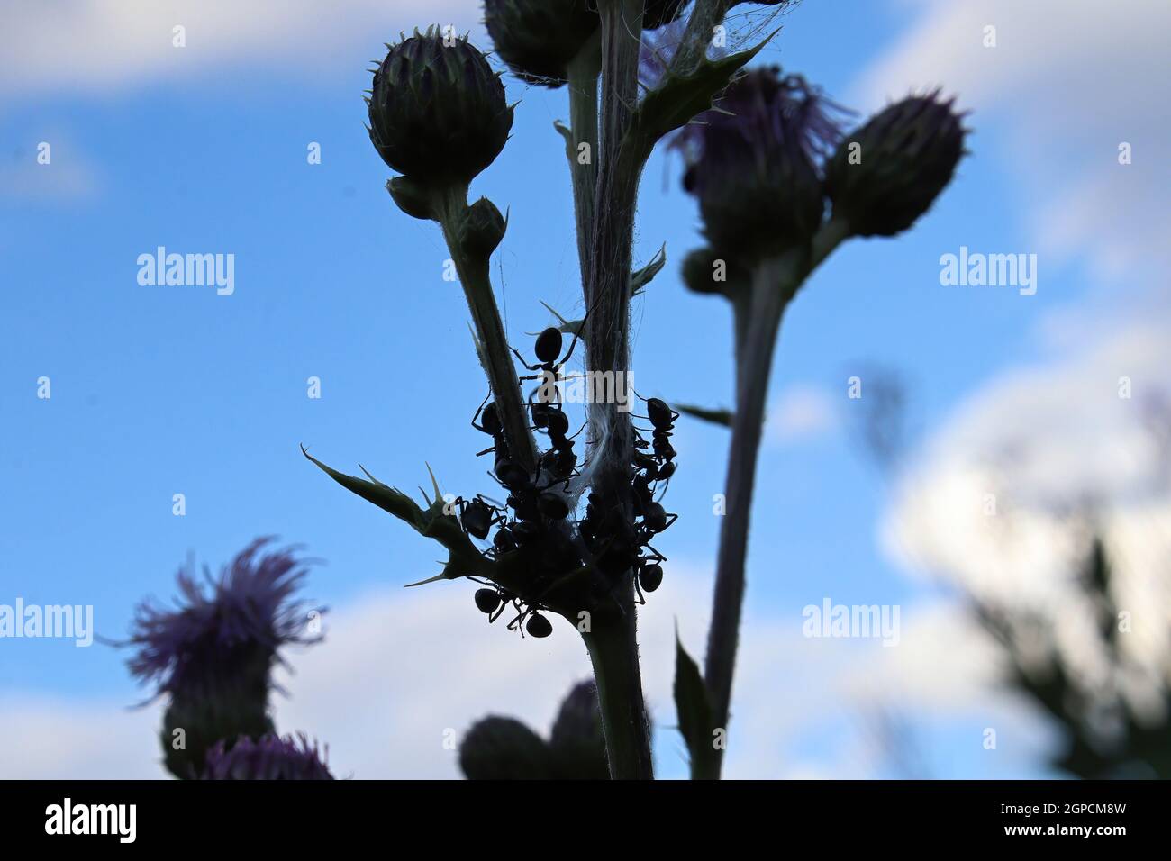 Silhouette de fourmis sur une tige de plante de chardon. Banque D'Images