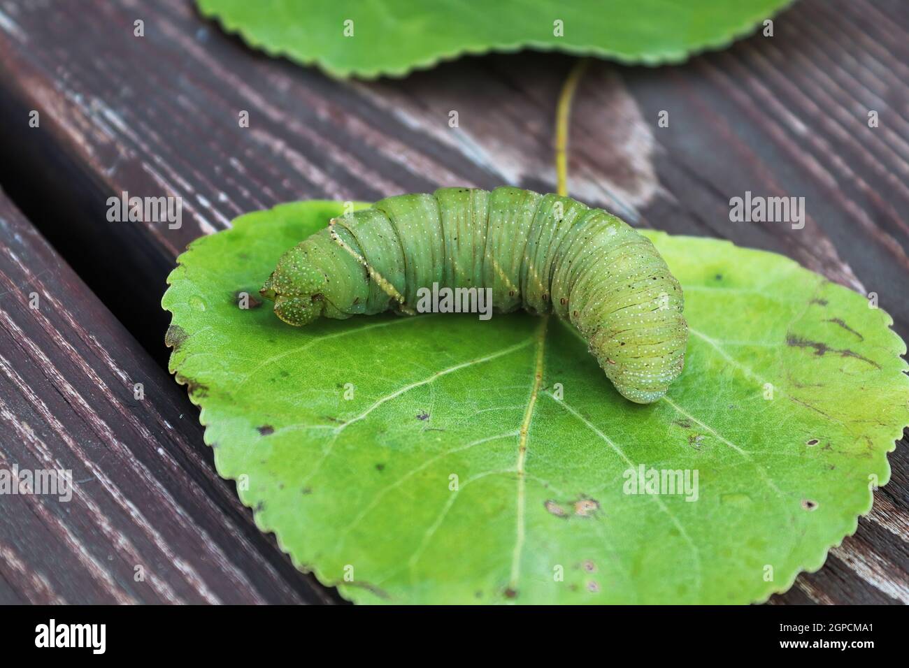 Macro d'une chenille de peuplier sur une feuille. Banque D'Images