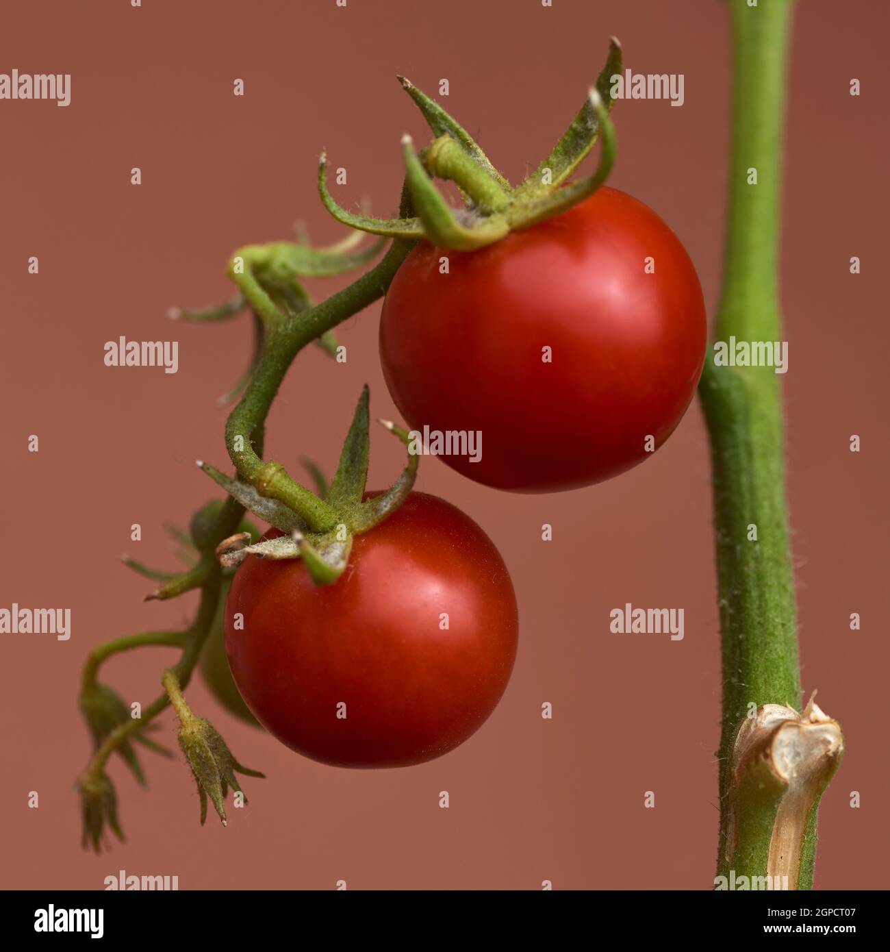 Petites tomates cerises. Banque D'Images