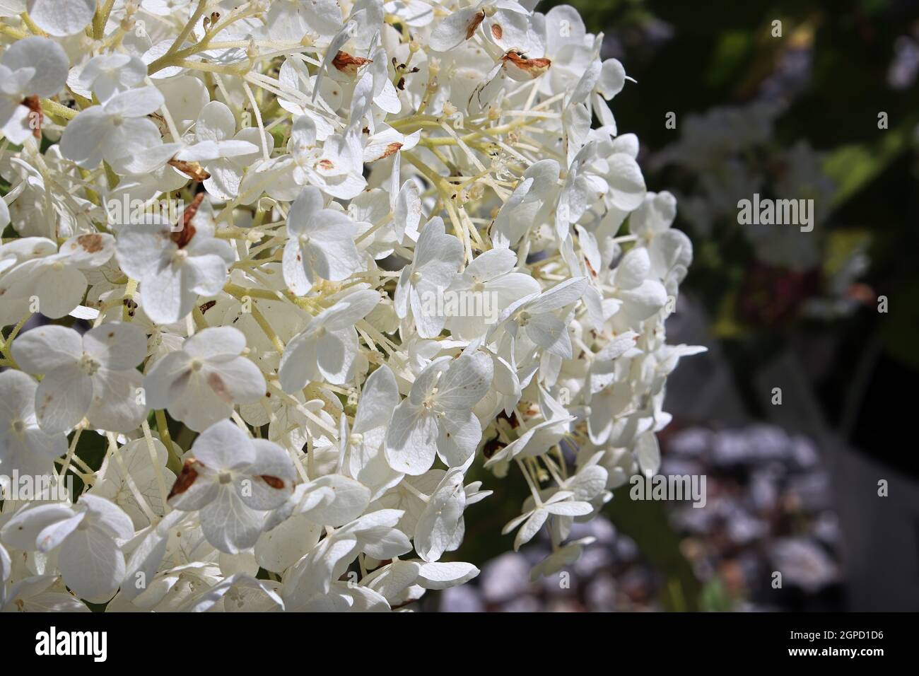 Gros plan d'un groupe de fleurs d'hortensia blanches. Banque D'Images