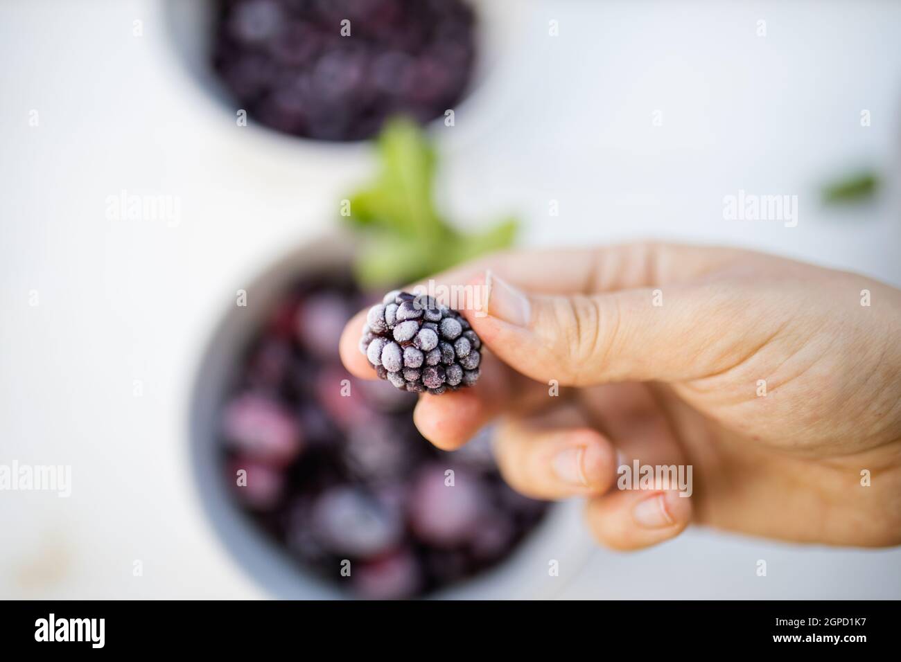 Main femelle tenant le blackberry frais au-dessus de plus de baies dans le bol. Feuilles de menthe et baies floues sur la table par le dessus. Préparation de desserts fruités Banque D'Images