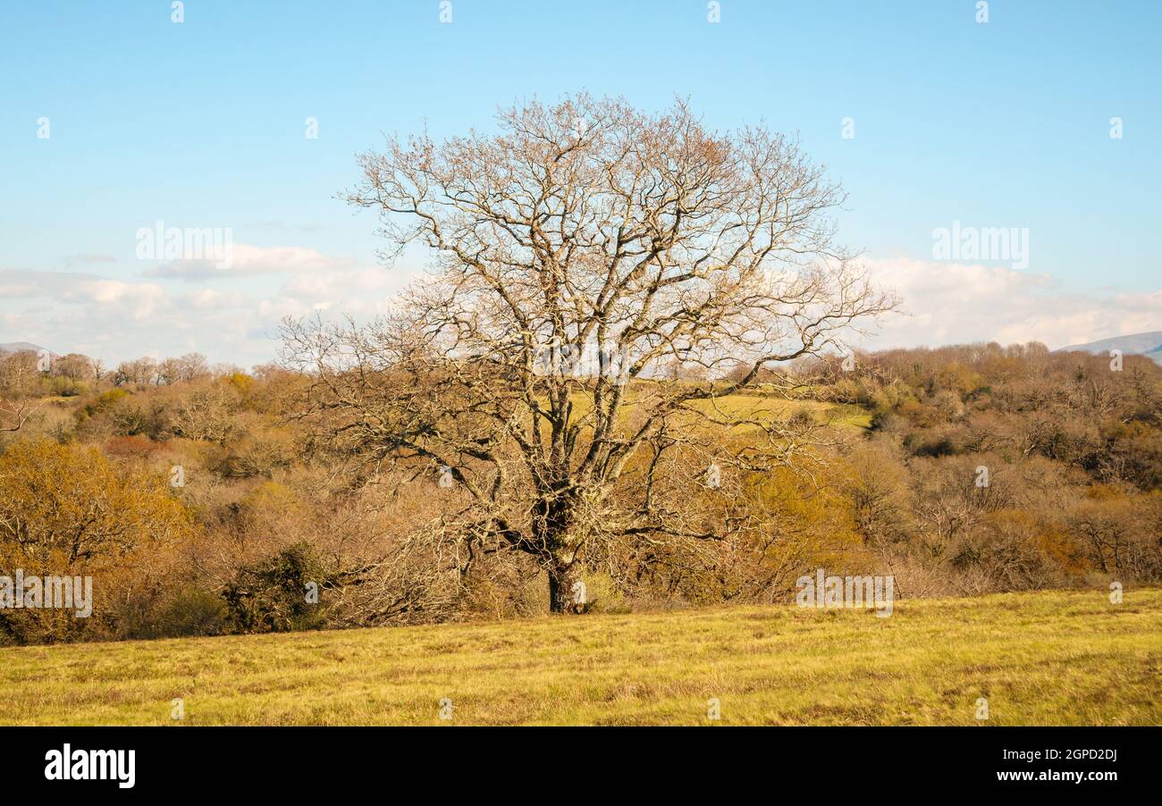 Arbre en hiver, paysage vallonné, temps ensoleillé dans le pays Basque, France Banque D'Images