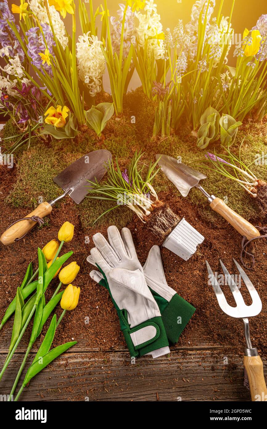 Fond de jardinage floral avec variété de fleurs de printemps colorées et outils de jardinage Banque D'Images