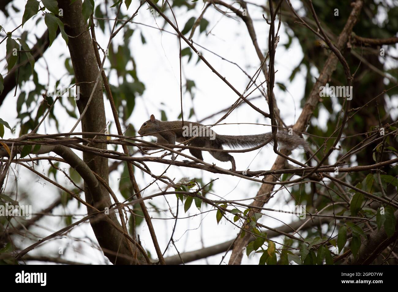 Un écureuil prudent se déplaçant doucement entre les branches des arbres Banque D'Images