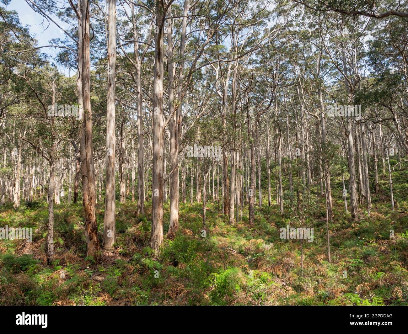 Forêt de Boranup Karee dans le parc national de Leeuwin-Naturaliste, près de la ville de Margaret River, en Australie occidentale. Banque D'Images