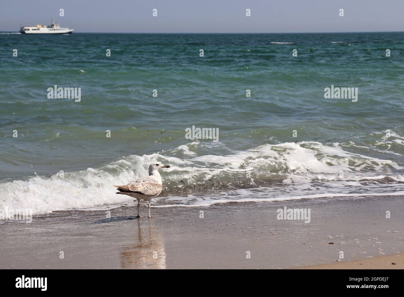 La Mouette d'Ivoire se dresse dans la mer Noire à Odessa par temps ensoleillé. Banque D'Images