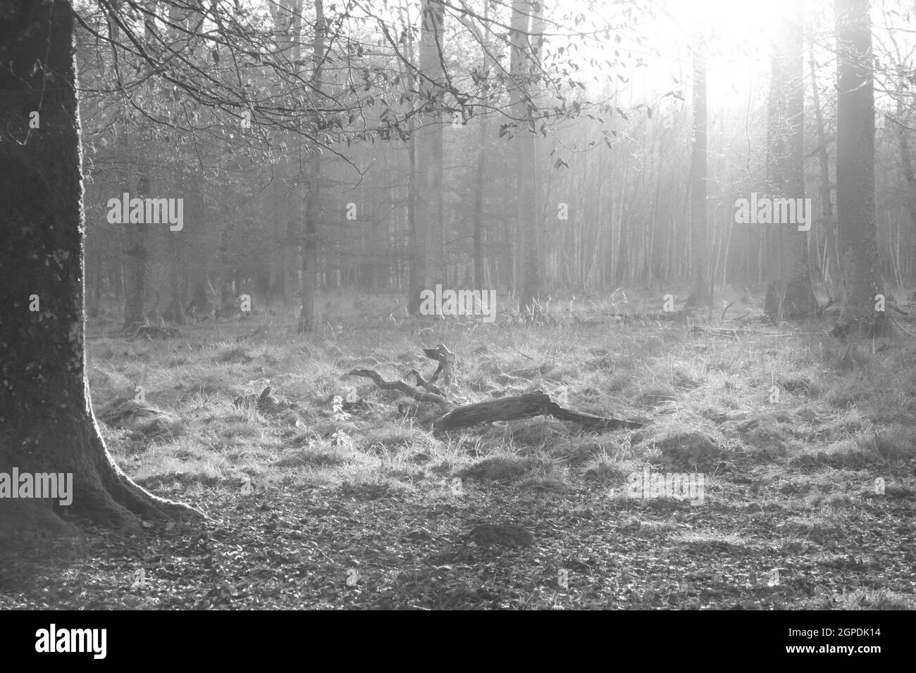 L'environnement de l'âme de la nature est le symbole de la vie d'espoir et de guérison. Image de résurrection nécrologique digne montrant le silence et la paix. Banque D'Images