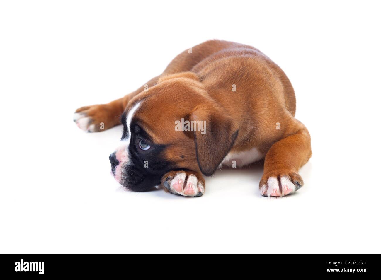 Adorable chiot gisant sur le plancher isolé sur fond blanc Banque D'Images