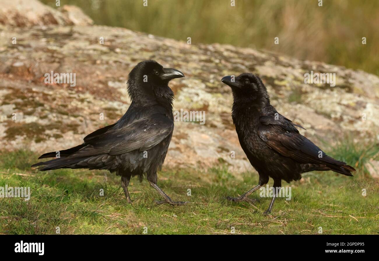 Couple de corbeaux noirs. Corvus corone Banque D'Images