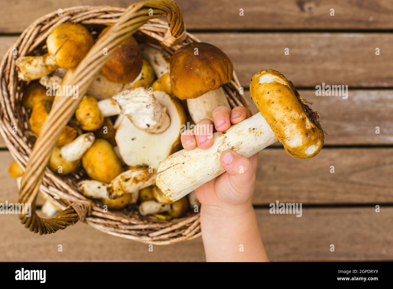 Une main de tout-petit touchant un panier de champignons fraîchement cueillis Banque D'Images