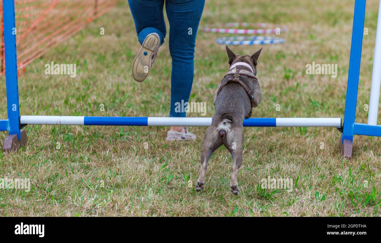 Un chien Bulldog français contre son propriétaire sur un cours d'agilité lors d'un spectacle de campagne Banque D'Images